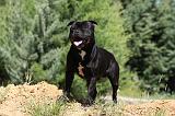 STAFFIE 395